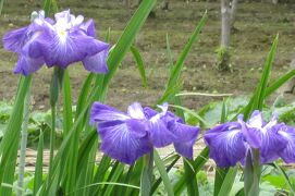 2011梅雨、性海寺の花菖蒲ほか(2/2)：花菖蒲、鉢植の紫陽花、ザクロ、岩鏡、キジバト