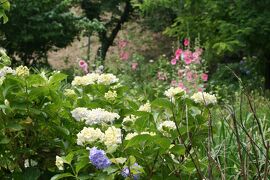 2011梅雨、三好池周辺のアジサイなど(4/5)：三好池の紫陽花(1)