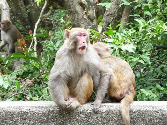 金山郊野公園内に位置する九龍水塘には、野生の猿が群生しています。<br />大埔(Tai Po)方面に行くバス 72番、81番、86B番に乗り金山効野公園で下車。そこからは、ハイキングコースです。その後香港島へ渡りひき続き<br />ハイキングコースである警察博物館へ。
