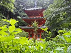 岩船寺の紫陽花