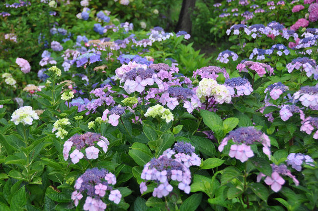 雨模様の休日。<br />これは紫陽花の花を見に行く好機と、紫陽花の花の名所をネットで検索、遠州相良の大鐘家に行ってきました。<br />大鐘家は柴田勝家ゆかりの家で、大庄屋として今に至っているそうです。それはともかく紫陽花が折からの雨に七色、虹色に輝いて咲き競っていました。<br />こちらもどうぞ<br />http://www.digibook.net/d/2604a7bbb01e8d887cefea14126a6a04/?viewerMode=fullWindow