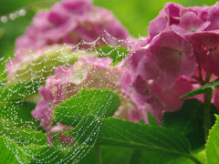 2011年雨上がりの鎌倉の紫陽花たち～成就院・御霊神社・長谷寺～