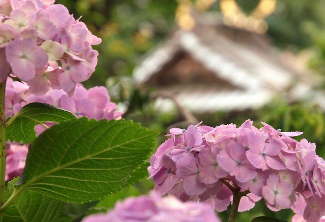 主催　文京紫陽花祭実行委員会<br />　　　文京区観光協会<br /><br />後援　文京区<br />　　　白山神社氏子各町会<br />　　　文京区産業連合会<br />　　　文京区商店連合会<br />　　　文京区町会連合会<br />　　　東京商工会議所文京支部<br />　　　財団法人東京観光財団<br /><br />　　　　　　　　　なぜか神社の名は有りません。