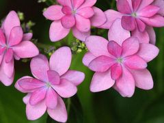 Solitary Journey ［915］ 梅雨空の下、待ちに待った紫陽花（あじさい）の開花 ＜縮景園あじさいまつり＞広島市中区