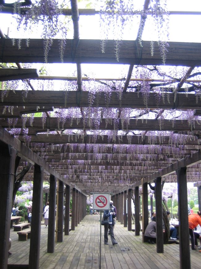 藤で有名な上鳥羽浄水場と伏見稲荷神社へ。<br /><br /><br />６／２８：写真アップしました