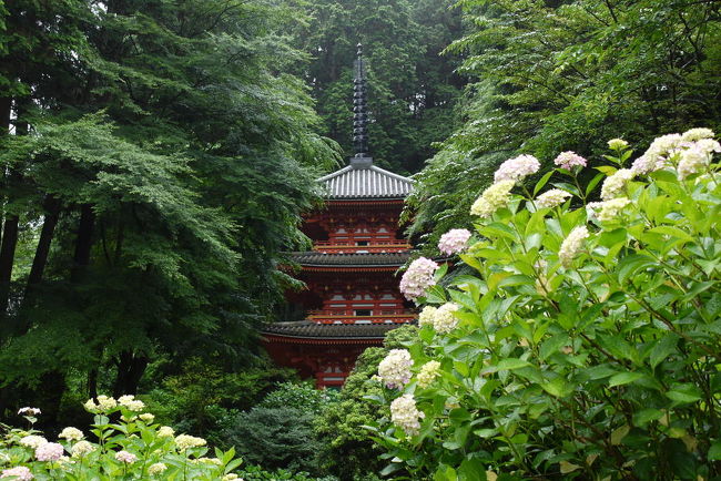 6月18日から１泊２日で京都と奈良に行ってきました。目的は紫陽花と沙羅双樹です。<br /><br />訪問したところは岩船寺、浄瑠璃寺、矢田寺、法隆寺、天龍寺、鹿王院、梅宮大社、木屋町通り。<br />岩船寺、矢田寺、天龍寺、梅宮大社はあじさい。浄瑠璃寺と法隆寺はおまけ。鹿王院は沙羅双樹の花、木屋町通りはダイエット散歩です。<br /><br />18日（土）は、岩船寺、浄瑠璃寺、矢田寺です。ついでに法隆寺をみてきました。<br />岩船寺：あじさい5分から7分咲きぐらいか。まだつぼみもあったから６月末までは楽しめそうな感じ<br />浄瑠璃寺：岩船寺のおまけ。バスの待ち時間で参拝。参道のあじさいはつぼみ。菖蒲？は咲いていた。<br />矢田寺：我輩は、ほぼ満開だと思う。けど、まだ満開じゃないわねって他の参拝客が言っていたので、まだまだなのかなあ？<br /><br />時刻表的なもの（いい加減です。）<br />【香川から奈良】<br />5：49坂出発のマリンライナーにのると7：41に京都につきます。荷物をロッカーに預けて、近鉄京都駅を8時にでる特急で近鉄ならへ。8時半ぐらいに着きます。<br />【奈良からお寺】<br />9：19近鉄奈良駅発浄瑠璃寺行きバスにのって浄瑠璃寺へ（570円）。浄瑠璃寺から２分でコミュニティバスに乗り換え岩船寺へ(200円）。だいたい9：51に岩船寺につきます。<br />10：30ぐらいに岩船寺発のコミュニティバスに乗って浄瑠璃寺に行き、11：46発近鉄奈良行きバスが来るまで浄瑠璃寺の池のまわりをグルグルと回ります。<br />バスに乗って近鉄奈良へ。<br /><br /><br />写真は岩船寺。