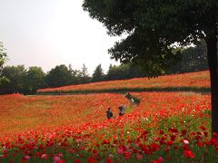 真っ赤なシャレーポピーの丘　昭和記念公園