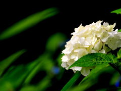 2011 紫陽花シリーズ（1）法福寺あじさいまつり