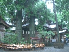 高千穂神社にお参りし、夫婦杉の周りを３回廻る。