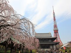 2011年お花見★増上寺・東京タワー★