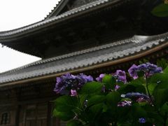 Solitary Journey ［917］ 古土塀の傍でひっそりと咲く紫陽花 ＜古山陽道に面した周防国分寺＆防府天満宮＞山口県防府市