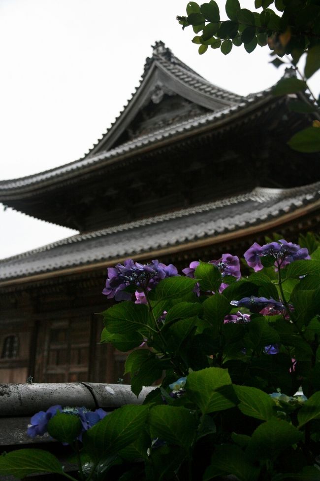 ■古山陽道に面した周防国分寺<br /><br />　国分寺は、天平１３年（７４１）聖武天皇の勅願（詔）によって諸国に68ケ寺建立された官立の寺院です。<br />　現在の伽藍は、奈良時代の創建時の位置に立っており、全国的に珍しい。<br />　この度の、金堂の解体修理の過程での発掘調査で、現在修復している、金堂は奈良時代、創建当初の金堂の上に再建されおり、創建当初から、その位置が動いてないことが、判明致しました。HPより。<br /><br />■防府天満宮<br /><br />　防府天満宮は、山口県防府市にある菅原道真を学問の神様として祭った天満宮です。道真が亡くなったすぐ翌年（904年）に出来た日本でも最も古い天満宮です。<br /><br />【手記】　古土塀の傍でひっそりと咲く紫陽花♪<br /><br />　梅雨空の下、いたる所でアジサイが見ごろを迎えています。<br />　昨夜も仕事で深夜おそくの帰宅〜、たいへん疲れていま――す。<br />　しかし、時は今！梅雨時の花といえばやっぱりアジサイです。きれいに咲いたアジサイを見たいがために体内時計が作動…朝はよからお目目がパッチリになってしまうのでーす！！！<br />　てなわけで、ここは気合一発！！西方の地、防府市の阿弥陀寺＆周防国分寺まで愛車を操ってちょっくら行って参りましたー。∠（＾へ＾）ｳｯｼ！<br /><br />