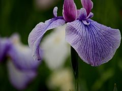 三田・永沢寺で花菖蒲をみたにゃん