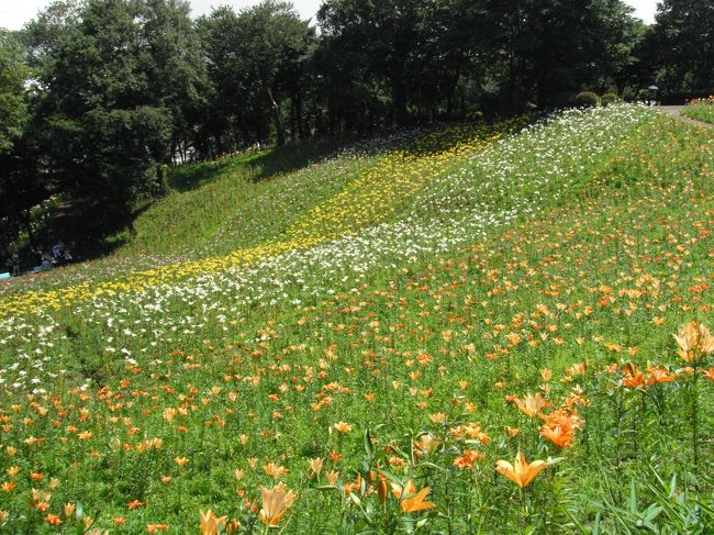 西武球場のそば、昔ユネスコ村だったところにこの時期「ゆり園」がオープンしています。初めて行ってきました。地元の駅で一日フリーパスを購入しました。往復の交通費+入園料で割引になっていて、あわせて北山公園も行くとかなりお得になります。すかしゆりが見ごろでした。ハイプリッドの咲くころにも行ってみたいです。ゆりもいろんな種類があるんですね。見ごたえありました。