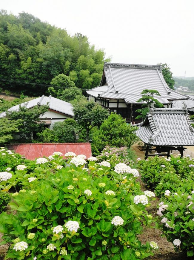 今年は，何だか梅雨が長い・・？<br />あちこちで見かけるアジサイは，雨によく似合っています。<br /><br />「勝名寺のアジサイはどうかな・・？」と，思いたって，出かけてみました。<br /><br />今年で，３度目かなあ・・ここへ来たのは・・<br /><br />まだ少し早かったようですが，人も少なく,それなりに?よかったです。。<br /><br />　（この日，このあと，午後からけっこうな雨でした。最高気温23.1℃）<br /><br /><br />　写真は，高台の駐車場から見た寺とアジサイ園です。<br /><br />