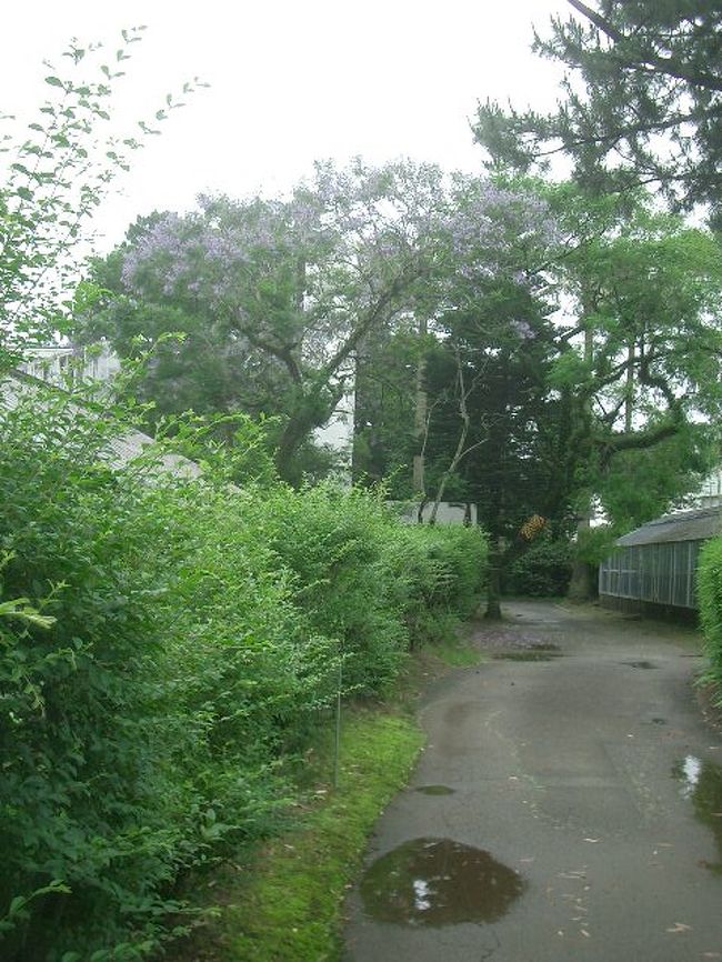 青島への参道(?)にある宮崎県立亜熱帯植物園で植物のお勉強です。ここにもジャカランダが咲いていました。