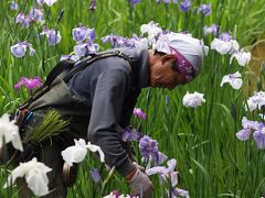 ２０１１　明治神宮　花菖蒲　宴ー２