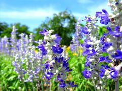 友を訪ね､友に連れられ～ぬくもり・花・海