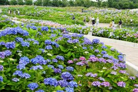 2011梅雨、なばなの里の紫陽花(11/11)：墨田の花火、ヒメアジサイ