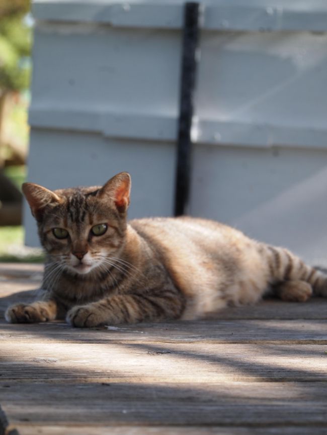 私は大の猫好きです。<br />家でも猫を飼っていますが、よくペットショップの猫のケージ前に張りついてます。<br /><br />この旅行記では、３泊４日の沖縄旅行で出会ったニャンゴ達を紹介します。<br /><br />久高島でもっといっぱい撮れるかなと思ったんだけど、<br />あんまりいなかったよ。