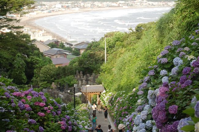 アジサイを求めて鎌倉のお寺巡り。<br />梅雨の合間の晴れ渡った暑い日に鎌倉のお寺を巡った。<br />アジサイは何処のお寺も今を盛りに咲き誇っており、鎌倉の古刹によく似合うアジサイだった。<br />訪れたお寺は以下の通り。<br /><br />（１）東慶寺<br />（２）明月院<br />（３）長谷寺<br />（４）成就院<br /><br />招待券が有ったので、新江ノ島水族館も訪れた。<br />旅行記は以下です。<br />http://4travel.jp/traveler/stakeshima/album/10578508/