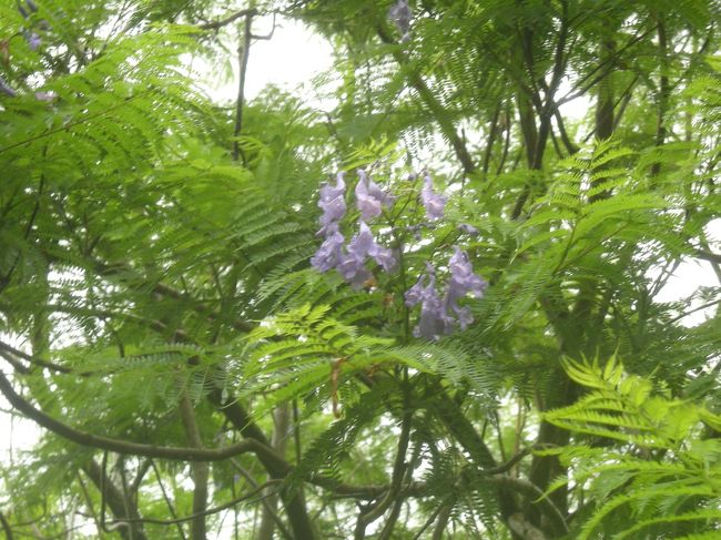 往復船で宮崎に行く。ちょうど梅雨時期なので雨が激しく、足元はびしょぬれ・・・<br />ジャカランダの花木を観る時には小雨が降ってきていた。<br />ジャカランダはアルゼンチンが本出そう。<br />少し終わりにかけていたが、木の上の方は綺麗に咲いていた。<br /><br />途中青島・鵜戸神宮・都井岬などによる。