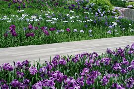 2011梅雨、なばなの里の花菖蒲(1/4)：沢辺、桜獅子、旭匠、千早城、朧月夜、稲妻