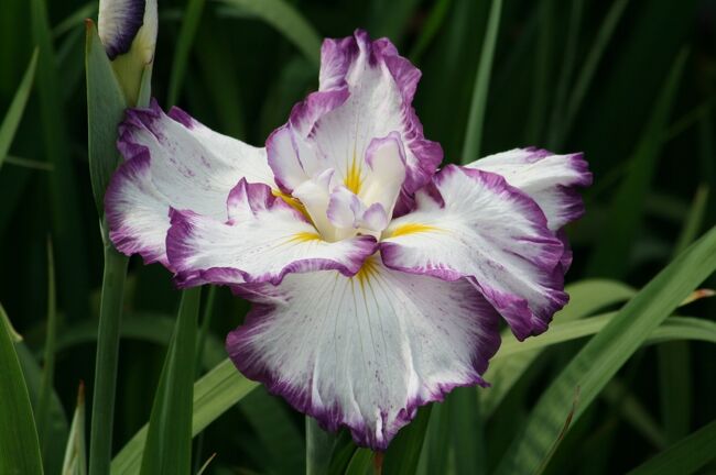 2011梅雨、なばなの里の花菖蒲(2/4)：海王星、白馬、千早城、鬼面竜、恋慕椿、友鶴