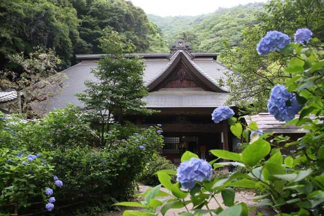 梅雨の晴れ間、箱根のあじさい寺・阿弥陀寺を訪ねました。<br />天気予報は曇りのち雨、出掛けるのを躊躇していたのですが、スポット天気予報を見ると雨が降り始めるのは夕方とのこと。「それならば、出掛けてみよう！」と箱根湯本・塔ノ沢へ向かうこととしました。<br />まず向かったのは、箱根登山鉄道の塔ノ沢駅から徒歩２５分ほどにある箱根のあじさい寺として知られる阿弥陀寺。<br />その後は、箱根湯本を散策、蒸し暑い中でしたが楽しませてもらいました。