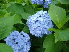 2011.06 紫陽花を見に京都へ