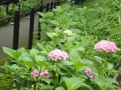 3年振りの紫陽花咲く多摩川台公園