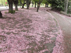 春爛漫の街歩き　大通公園＆旧道庁