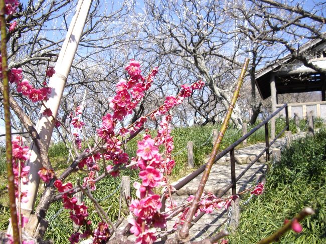 三浦半島のほぼ中央にある、田浦梅林に3月11日のお昼頃に行った。<br /><br />京急安針塚駅から歩く、梅の木が多いとのことで前から訪れたかったところ。駐車場が無く、山の上の梅林なので、ハイキング気分で行った。<br /><br />よく晴れて、東京湾の向うに房総もよく見えた。まさか、この数時間後に大地震が起こるとは！<br /><br />帰路についたのは、1時過ぎ、京急田浦まで歩き、京急の弘明寺駅で降り、日帰り温泉の”みうら湯”で、ハイキングの汗を流していた時、<br />大地震に遭遇した。<br /><br />