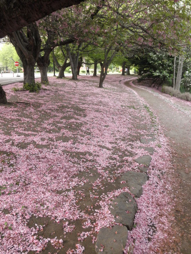 今年の春は、ゆっくりとゆっくりとやって来ました。待ち遠しかった桜の開花宣言があったものの、それは一部であり、なかなか華やかな春の訪れにはなりませんでした。日当たりの良い大通公園が一足先に春を迎え、その後ようやく旧道庁にも春がやって来ました。