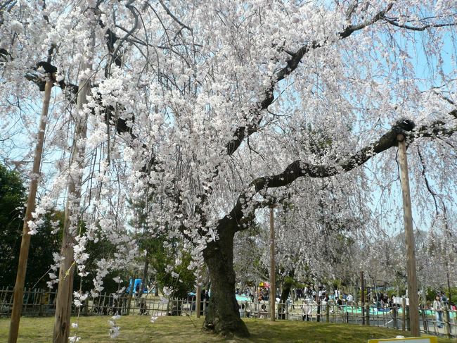 ひとりで桜さく京都を歩いて来ました。