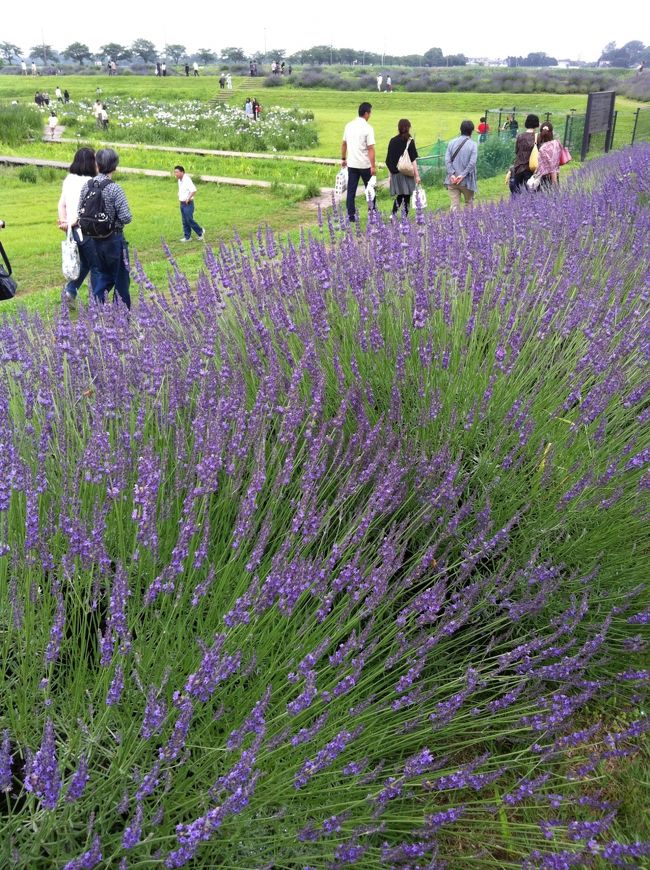 ラベンダー&菖蒲（あやめ）さんたち！