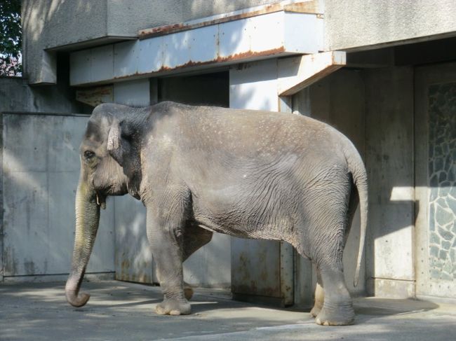 吉祥寺の井の頭恩賜公園と自然文化園は、私の子供の頃からの思い出の深い場所。<br />自然文化園は”井の頭動物園”と子供の頃から呼んでいます。<br />そこにいる象の「はな子」は日本で最高齢の象さんです。<br />還暦も過ぎた、おばあさん象のはな子さん、<br />長い長い日本での生活ので、色々な事がありました。<br />戦後初めて、日本に来たはな子さんは、今年で64歳。<br />ずっと、吉祥寺の地でひとりで暮らしています。<br /><br />私が生まれて初めて見た象はこのはな子さん、<br />しばらく、自然文化園には行っていませんでしたが、<br />ここ数年、ずっとはな子さんの事が気になって、会いたい、会いたいと思っていました。<br /><br />6月の梅雨の晴れ間に友人夫婦と4人でやっと再会できました。<br />小さな動物園、スターはこのはな子さん。<br />のんびりした、武蔵野の午後は、<br />近くて遠い、思い出のひとときでした。<br />