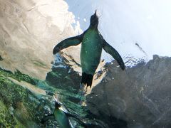 ペンギンが空飛ぶ旭山動物園へ!!《2011年～北海道編その１～》