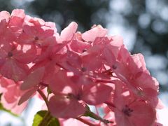 初夏のお花見・紫陽花愛でに三室戸寺＆藤森神社