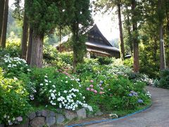 小室山妙法寺のあじさい