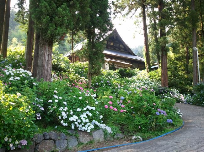 富士川町までパスタを食べに出かけたら、あじさい祭という看板が目に付いたので行ってみました。