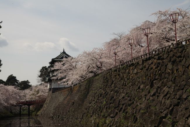 はじめての青森<br />弘前の桜祭りを満喫してきました