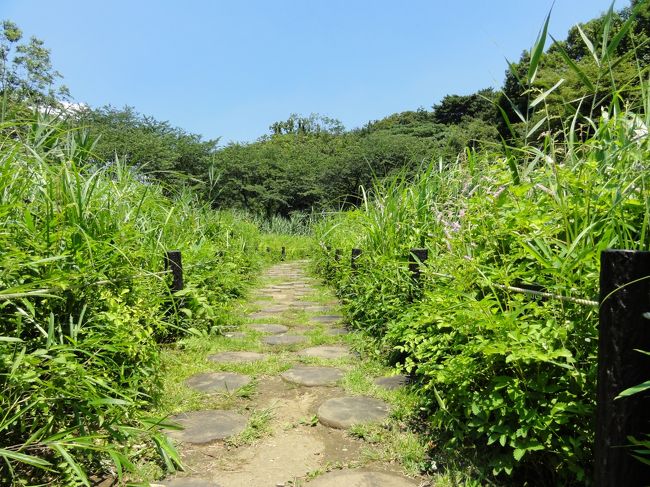 株主総会が早く終わったので、近くにある目黒の東京都庭園美術館と自然教育園を散策することにしました。<br />今日も暑く熱中症にならないよう気をつけながら、水分補給をこまめに摂りながら散策しました。<br /><br />残念ながらこの時期は、春の花も咲き終わりあじさいも盛りを過ぎていました。<br />でも都会の中でこんなにも自然が残っている場所はないと思います。<br />特に自然教育園は、園内に入るとビルの姿が見えなくなり、木、植物や動物が自然のままに自生しているので里山に行ったようで、手軽に森林浴が味わえます。<br />