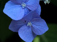 梅雨の中休みの暑～い暑～い中を　涼しさを求めて、義父と行く。。。　神戸市立須磨離宮公園