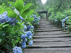 誰もいない【明月院】参道を歩きたくて　１番乗り≧∀≦*♪