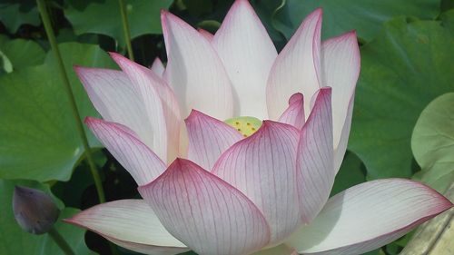 夏の思い出】虫 睡蓮 蓮 花 美品ラオス 老挝 水凍 印材 落款