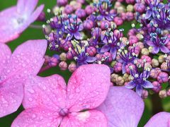 大阪街歩き(15) 極楽浄土の庭に咲く紫陽花 in 四天王寺