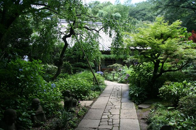 川崎市の地元では紫陽花寺として知られる「浄慶寺」へ出かけてみました。時期的に紫陽花の盛りは少々終わりかけていたので、100％満足出来る状態ではありませんでした。しかし、それでも十分残された花を何とか楽しむことは出来ました。<br /><br />小田急沿線に住んでいますので、沿線の情報はいろいろな形で手に入りますが、この浄慶寺のアジサイのことは今年になって初めて知りました。身近な所に知らないことがたくさんありますね。では、出かけてみましょう。