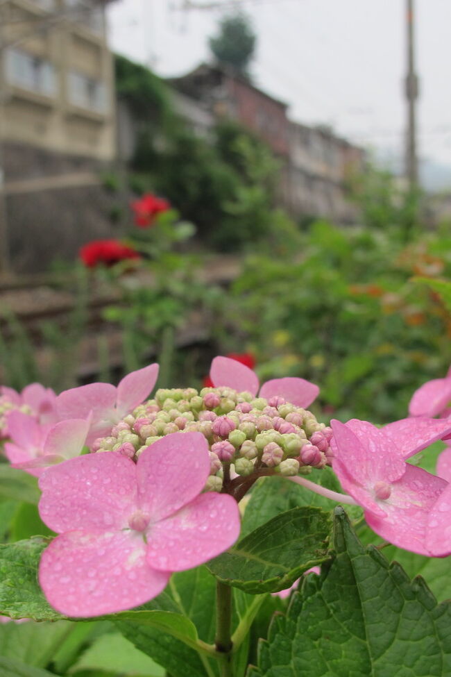 毎年誕生日に近い時期には同じところに行って宿泊することにしています。<br /><br />こちらで日記に書いたのはこの２つです。<br />鞆の浦でウルトラリラックス（&#39;10）<br />http://4travel.jp/traveler/puric/album/10497209/<br />一番好きな広島の旅（仙酔島編）(&#39;09)<br />http://4travel.jp/traveler/puric/album/10463119/<br /><br />また行ってしまいました。これで４回目です。