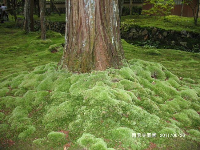 　京都市の南西に位置する西京の地は、北の愛宕山を背に、南に古戦場である天王山を望み、東に桂川、西に酒呑童子で知られる老ノ坂などの西山山麓に抱かれた地域です。まず始めに、西芳寺（通称、苔寺）へ、正式には臨済宗（天龍寺派）洪隠山西芳寺といいます。ご本尊は行基菩薩の自刻と伝えられる阿弥陀如来で、みどりを敷き詰めたような苔の庭で一般に知れれるようになり、庭園は国指定特別名勝となっています。<br />　西芳寺から南へ下った所に、京都市洛西竹林公園があります。洛西ニュータウン開発の際、記念事業の一つとして昭和５６年６月に開園されました。園内は、全国各地から多くの竹類を収集して約５０００㎡の和風庭園をイメージした「生態園」（周遊公園）と、竹の良さ、素晴らしさ、不思議さなど広く再認識するための資料などを展示した「竹の資料館」で構成されています。そこから西へ大原野神社へ、桓武天皇が都を奈良から長岡京に遷されたとき、天皇はしばしば大原野に遊んで鷹を放たれました。藤原氏や多くの伴奉の人達はこの美しい風景を賞でて氏神春日大社の分霊を遷し祀ることにしたのが当神社の起こりです。最後は大原野神社の南西隣の勝持寺を訪れた。白鳳８年（６８０年）天武天皇の勅によって役行者が創建したのが始まりで、延暦元年（７９１年）桓武天皇の勅により伝教大師が堂塔伽蘭を再建、薬師瑠梨光如来を本尊としました。平安末期に西行法師がこの寺で出家し、庵を結び、一本の桜を植えて吟愛していた。これが世にいう「西行桜」です。